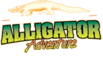 Alligator Adventure