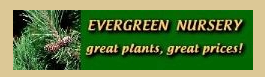 Evergreen Nursery