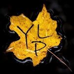 Yellow Leaf Photography