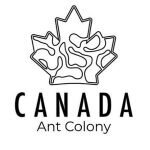 Canada Ant Colony