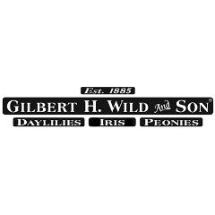 Gilbert H Wild And Son