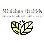 Minichua-orchids