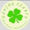 Dahing Plants