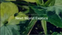 Nextworld Exotics