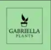 Gabriella Plants