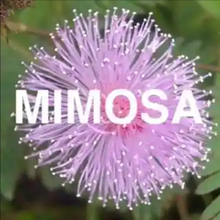 Mimosa